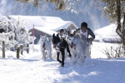Lenk 2013